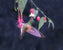 I love both flowers