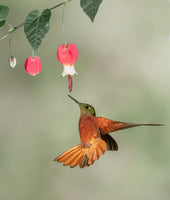 Chestnut-breasted coronet