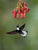 Collared Inca