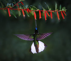 Collared Inca 2