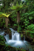 Thomas Marent - Creek with tree ferns