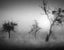 Tom Weber - Bäume im Nebel II