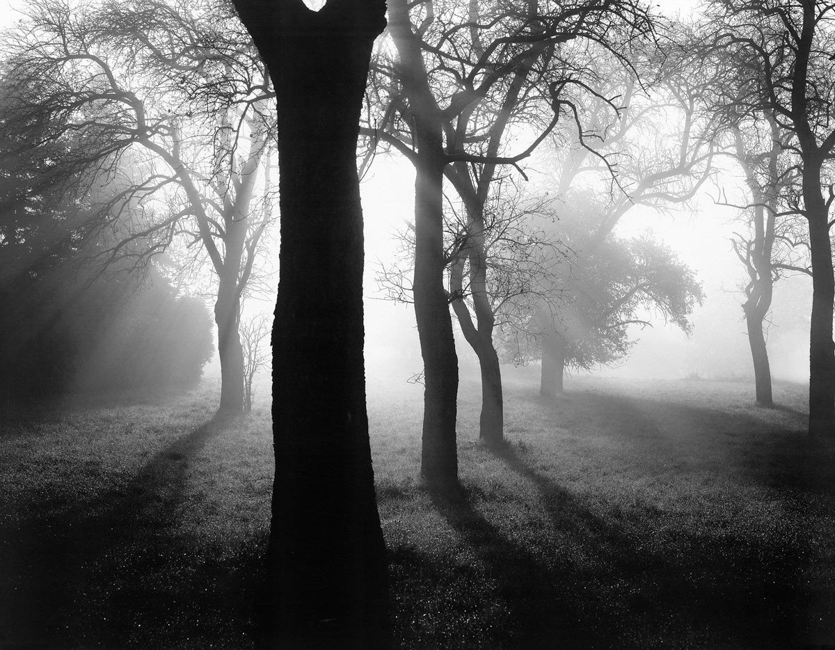 Tom Weber - Bäume im Nebel I