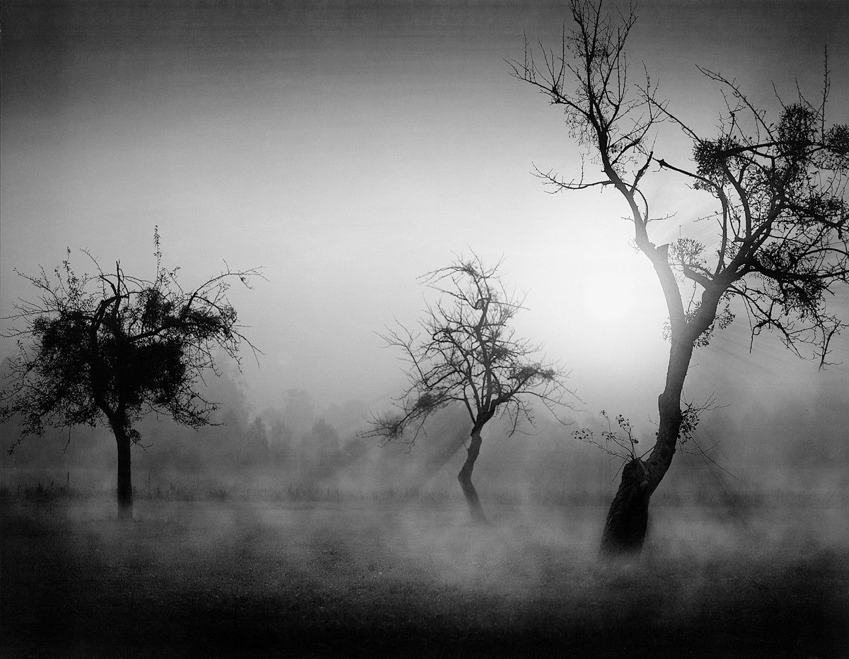 Tom Weber - Bäume im Nebel II