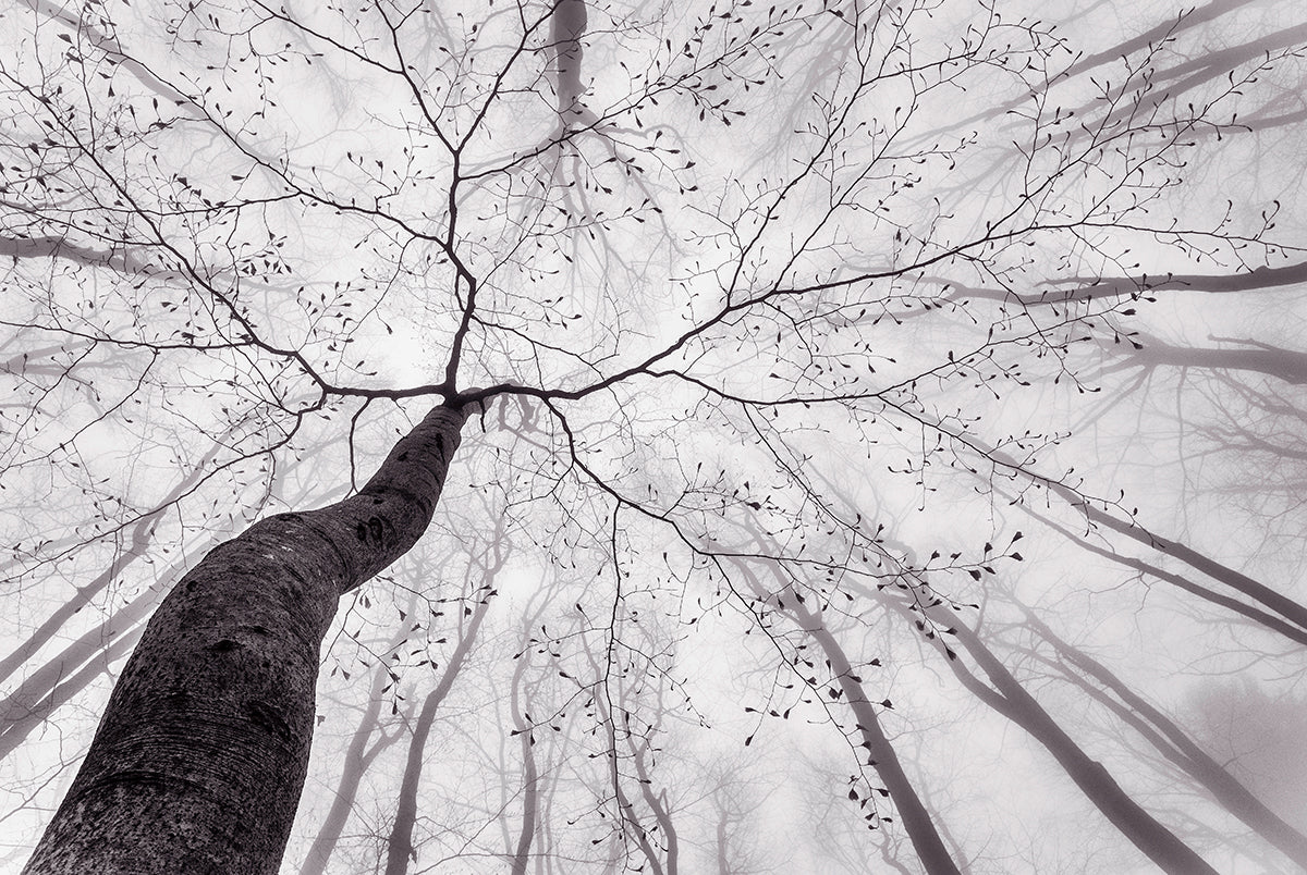 A View of the Tree Crown