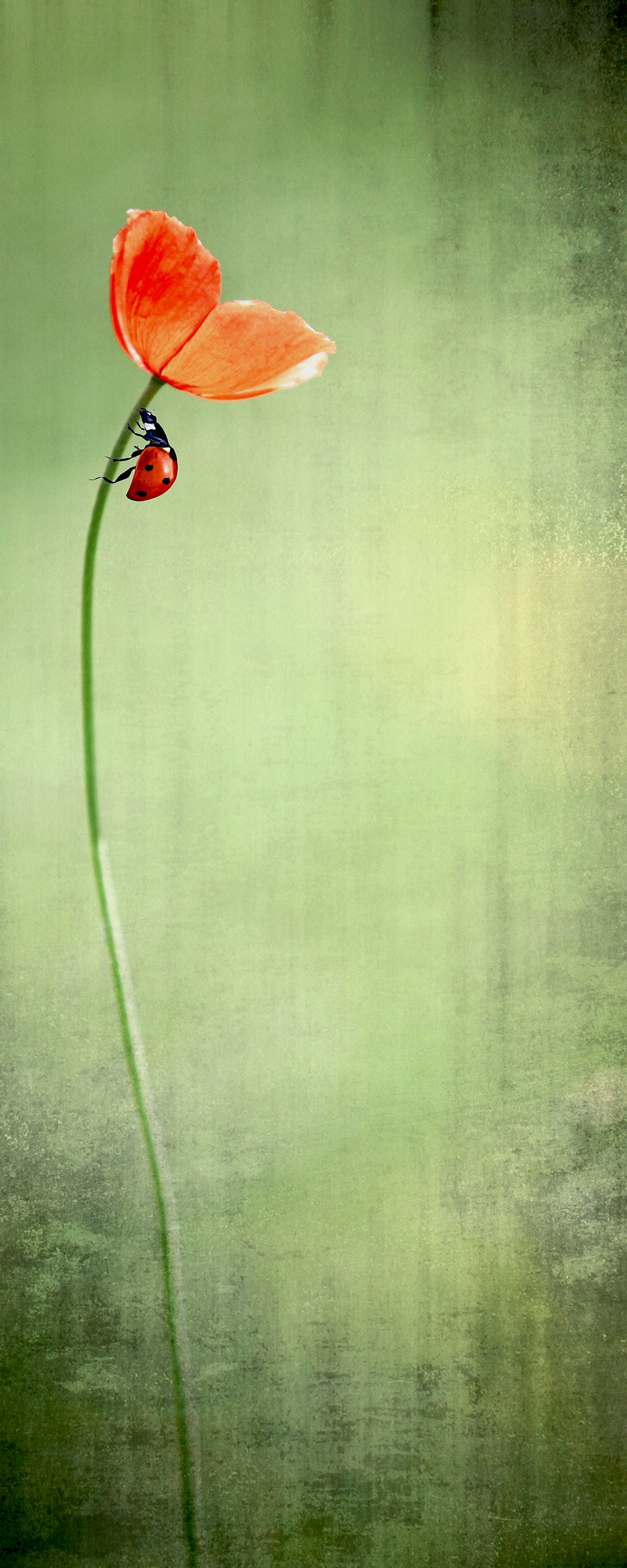 Ladybug on Red Poppy