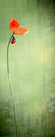 Ladybug on Red Poppy