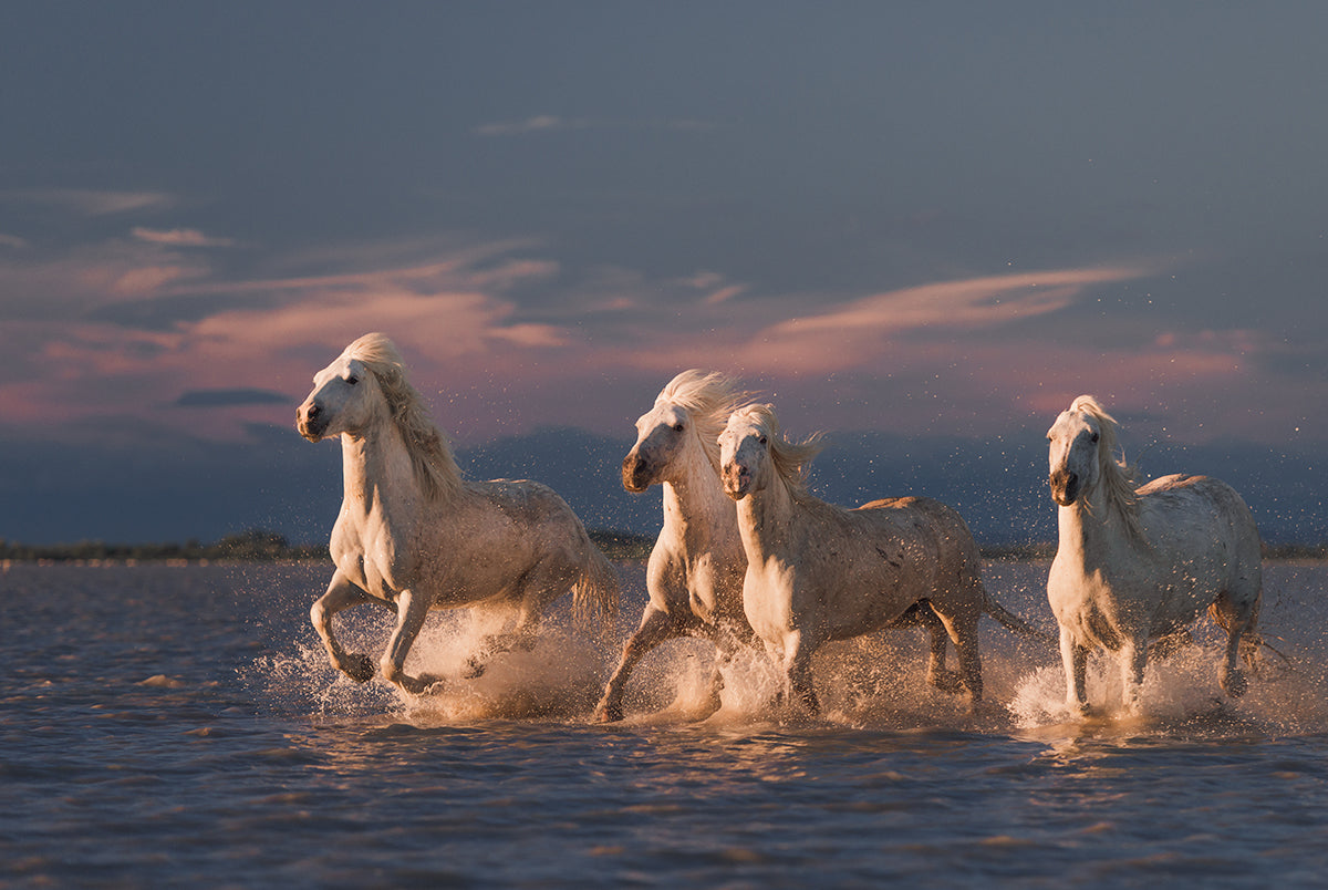 White Horses Running