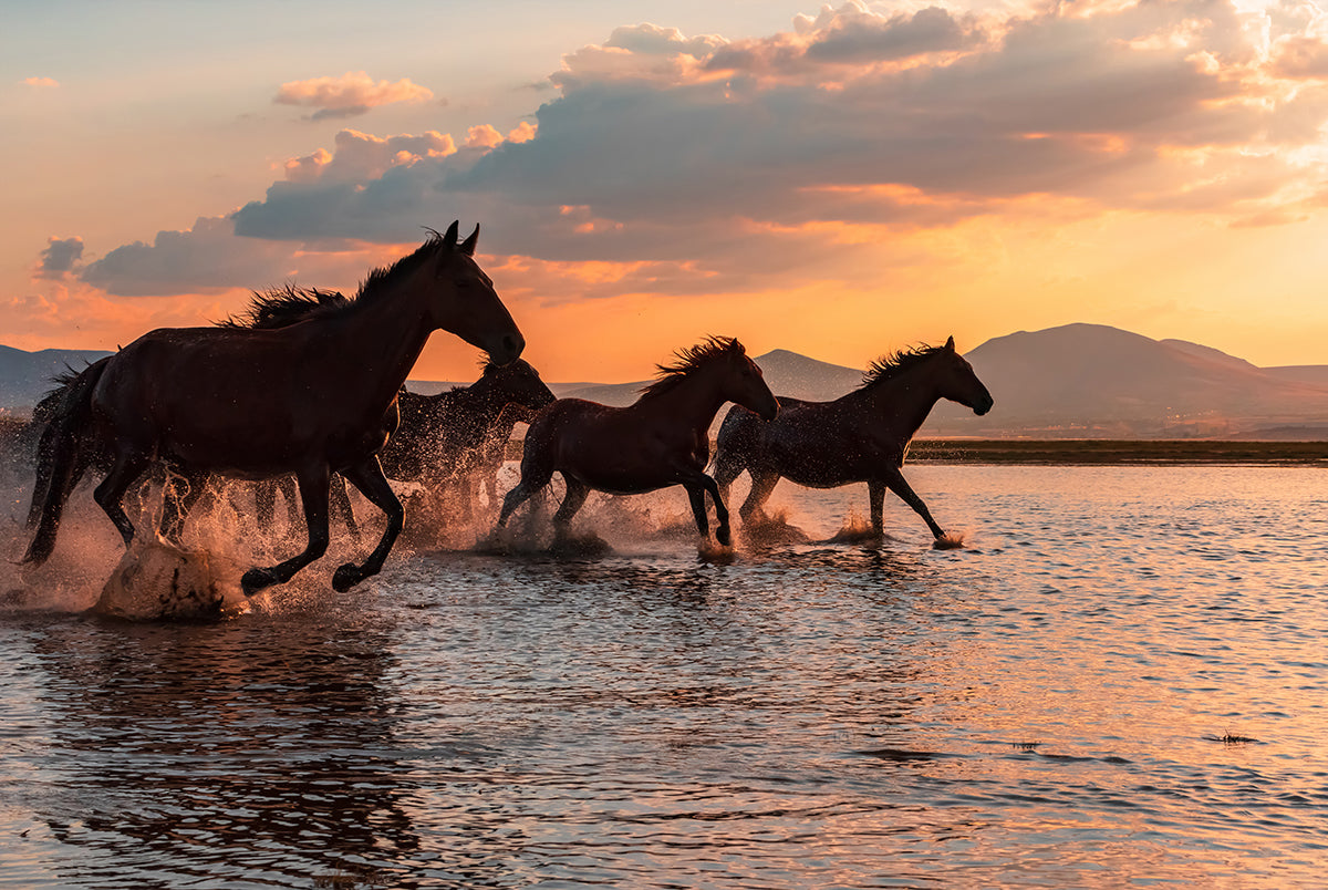 Wild Horses Sunset Run