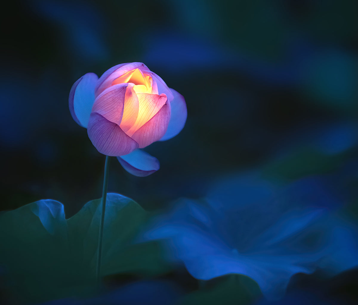 Lotus Lantern I