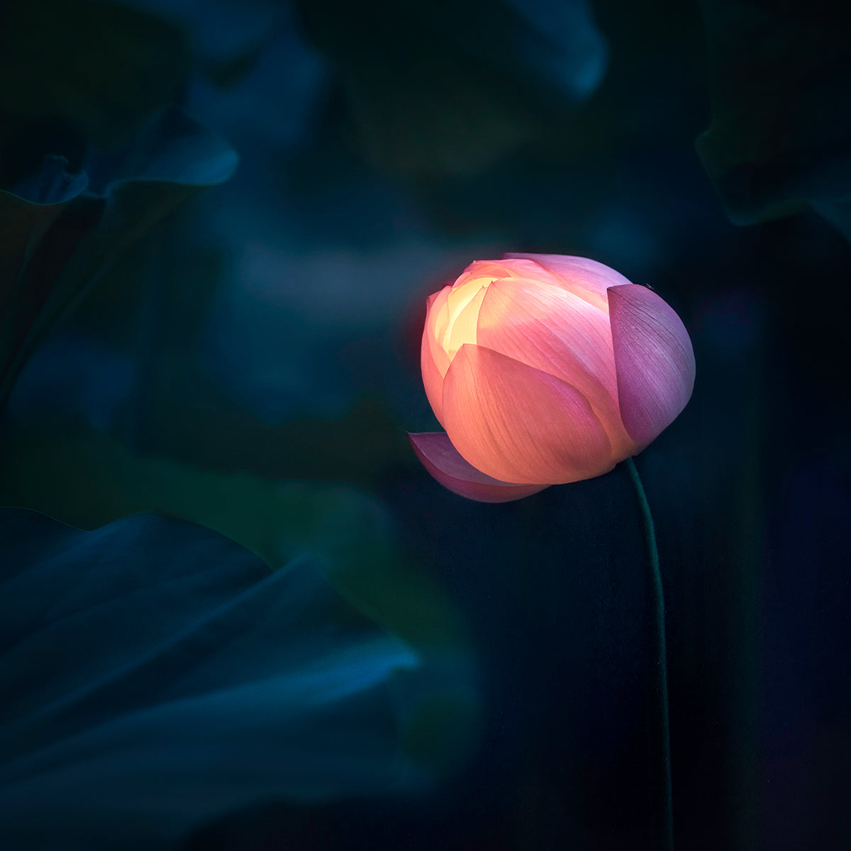Glow In Dark