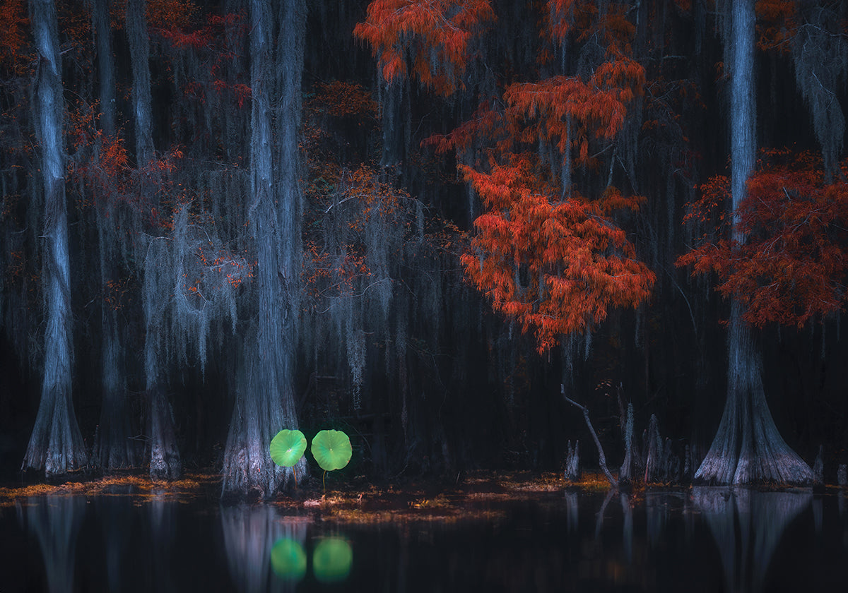 Caddo Lake 10