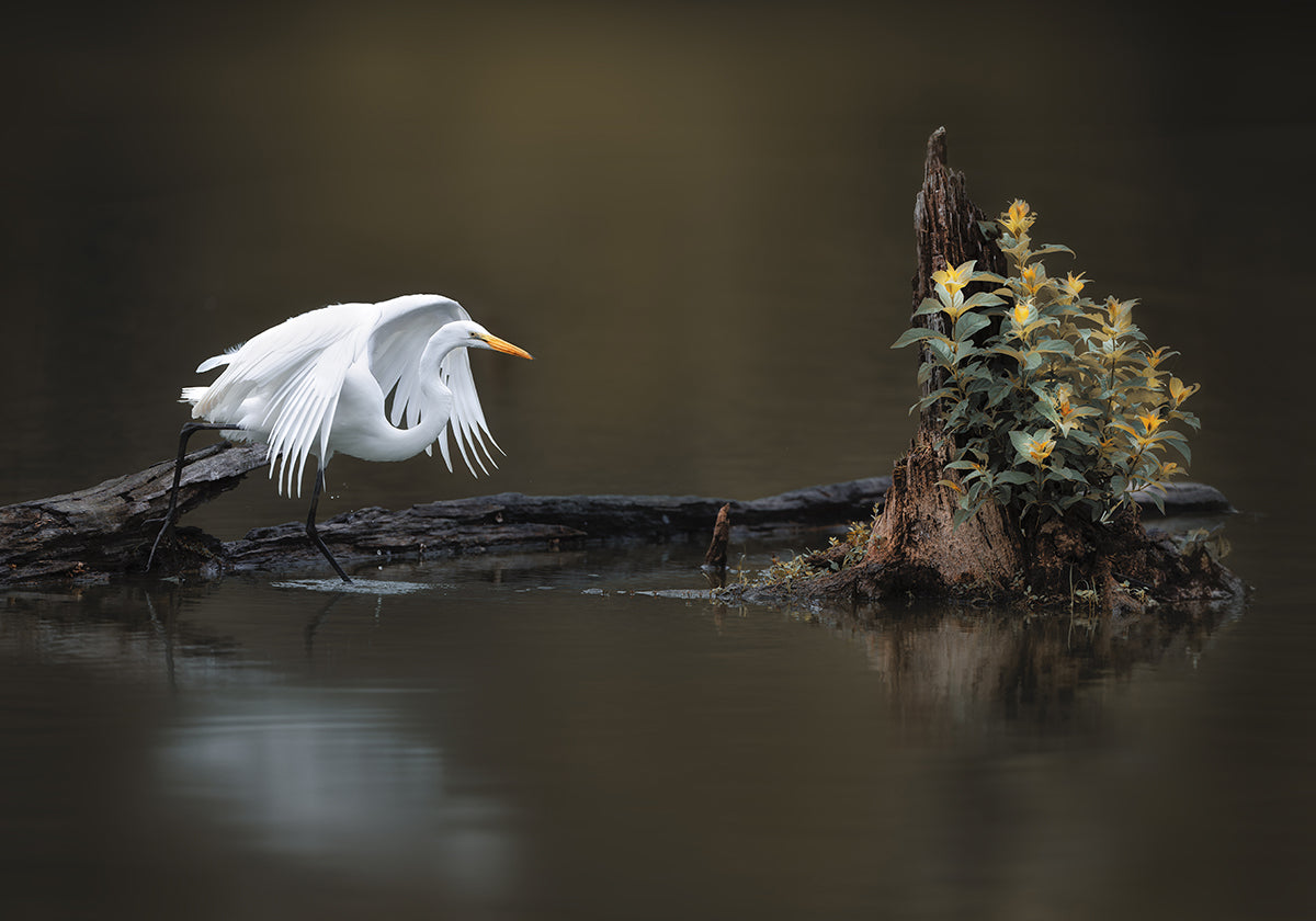 On the Log
