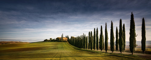 Tuscan Cypress Road