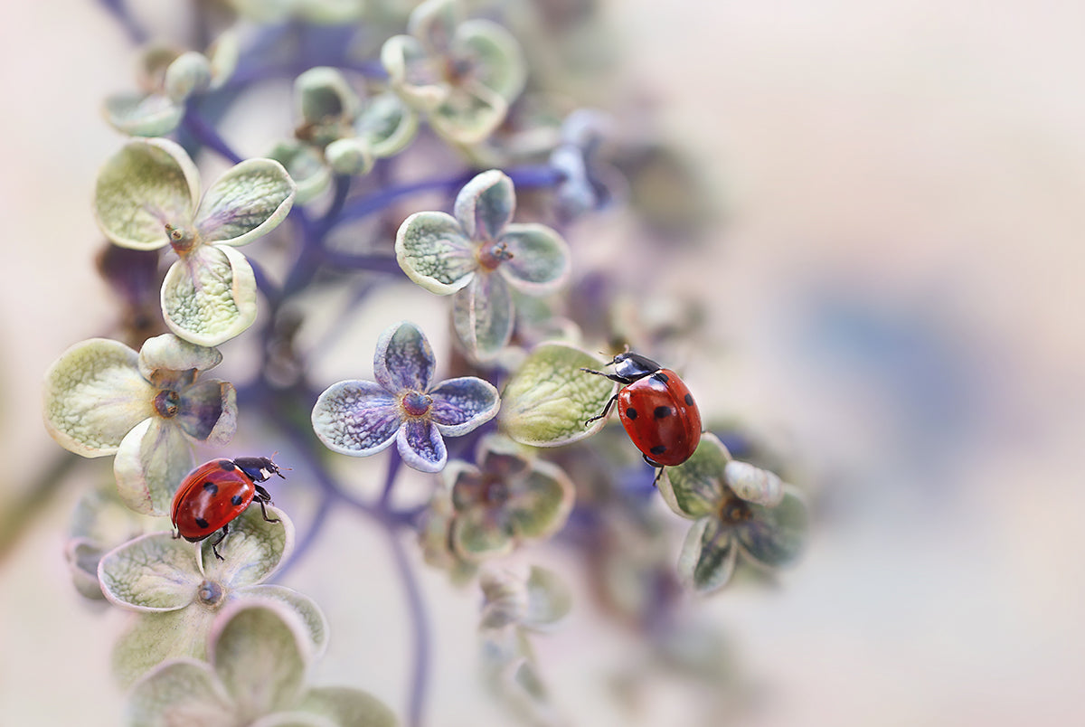 Ladybugs on Soft Flowers