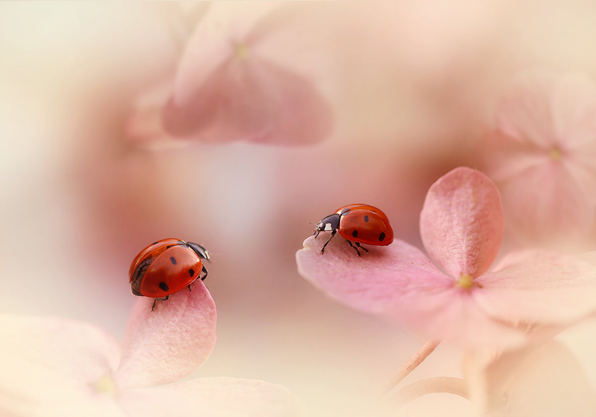 Ladybugs on Pink Petals