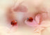 Ladybugs on Pink Petals