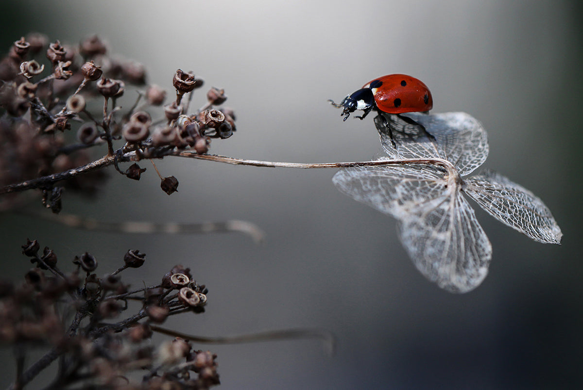 Red Ladybug Serenity