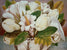 Magnolien