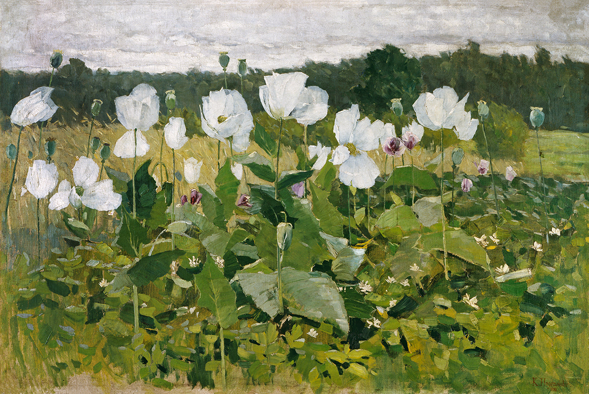 Weißer Mohn