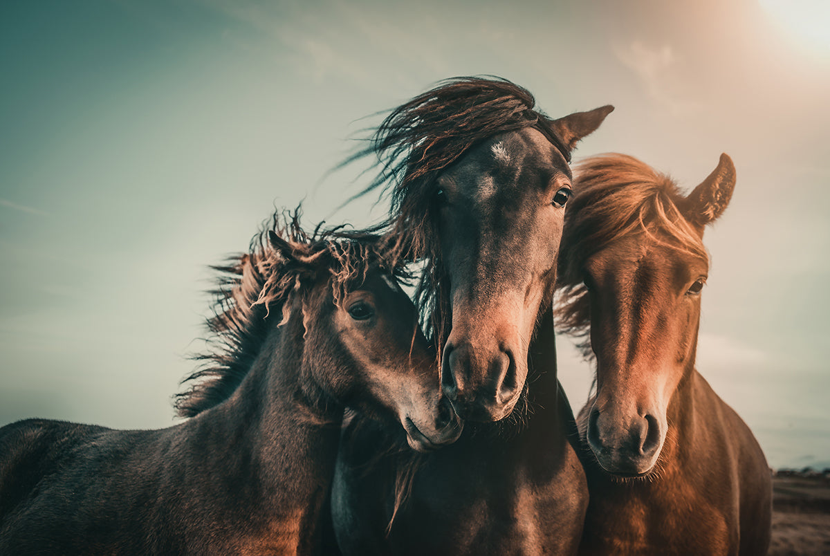 Wild Horse Family