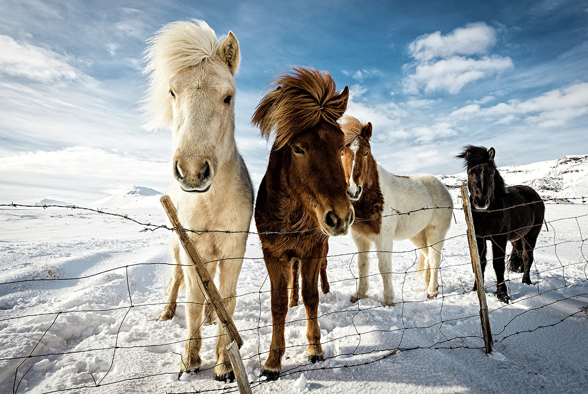 Curious Icelandic Horses