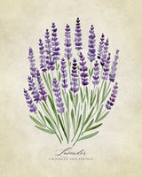 Lavendel vintage
