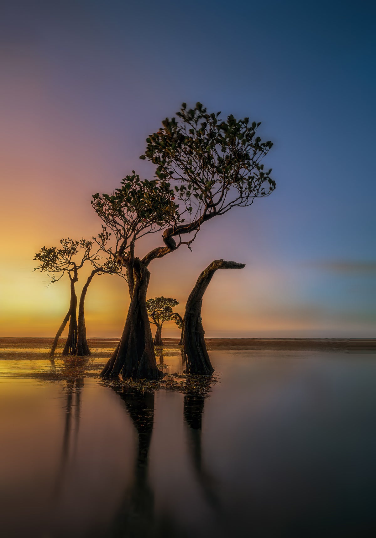 Dancing Trees I