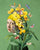 Girl With a Pearl Earring - the Springtime Edition