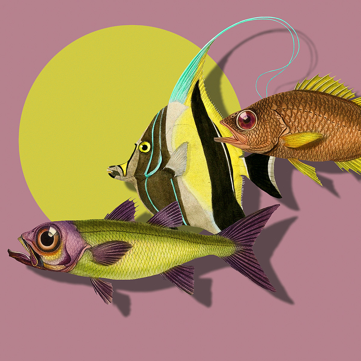 Three Exotic Fish