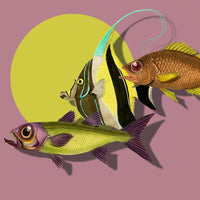 Three Exotic Fish