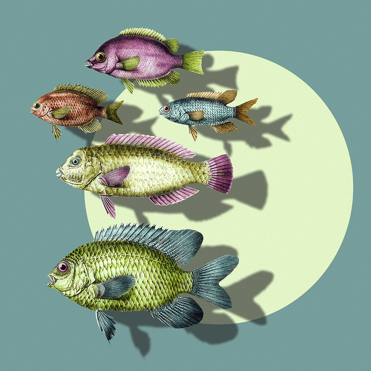 Vibrant Swimming Fish