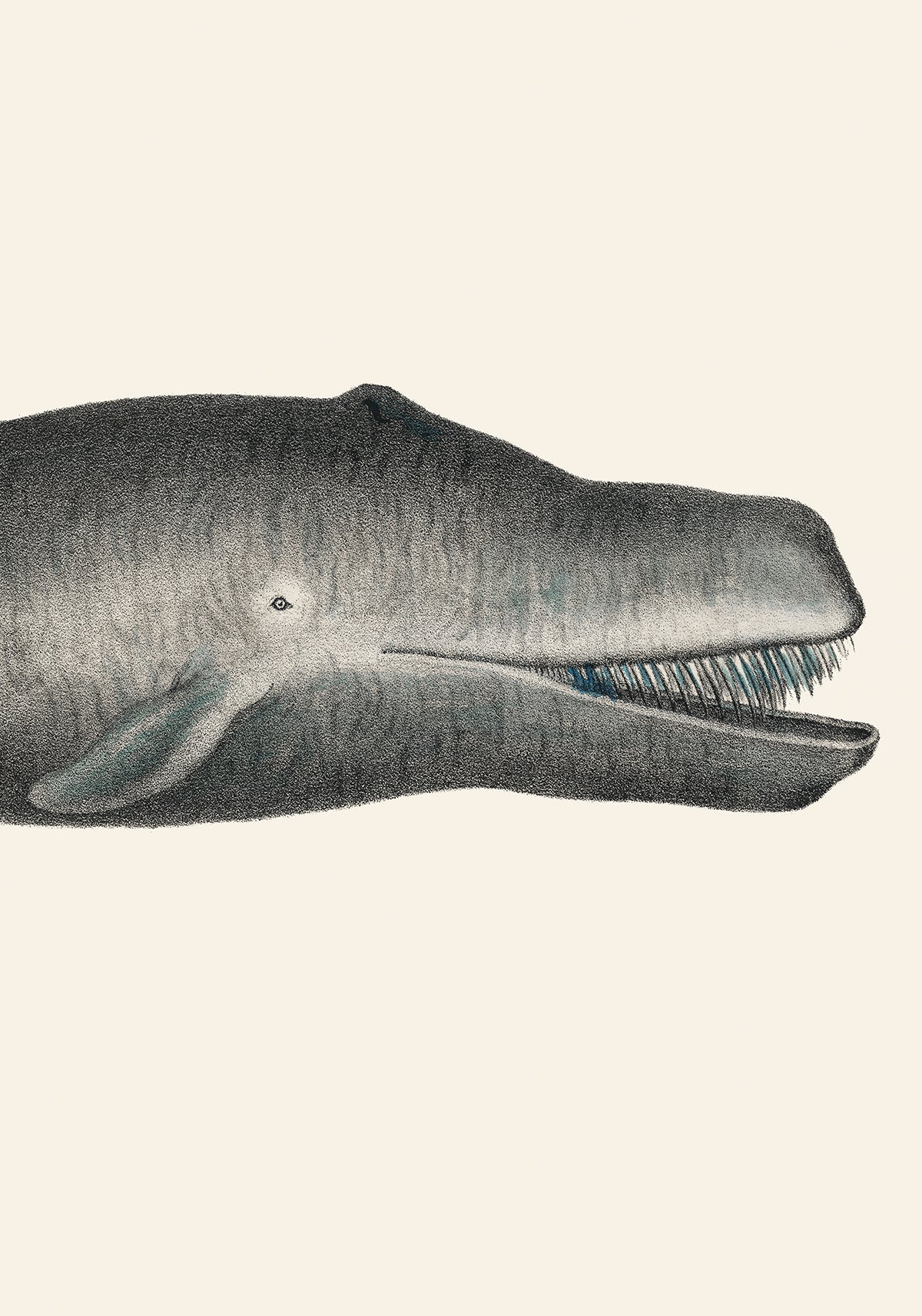 Whale II