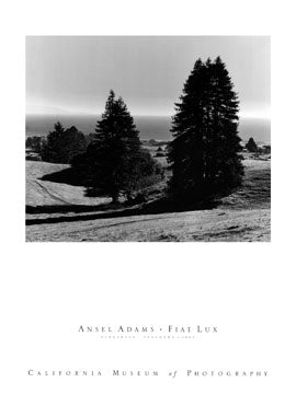 Ansel Adams - Pinetrees