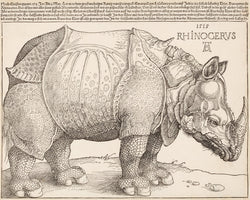 Albrecht Dürer - Rinocerus