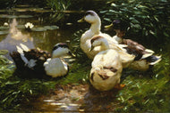 Alexander Koester - Enten am Seerosenteich