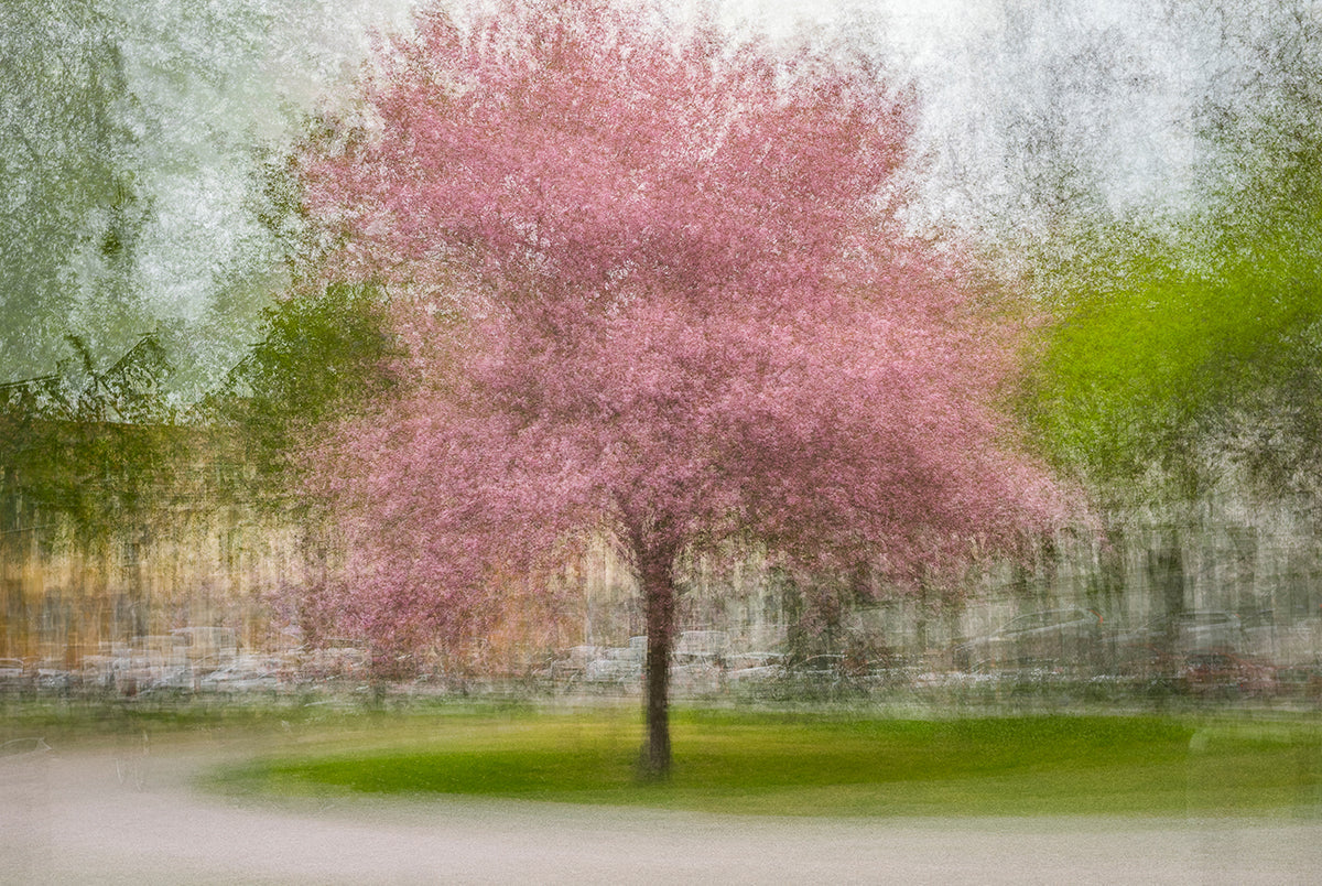 Japanese Cherry Tree in Eskil's Park