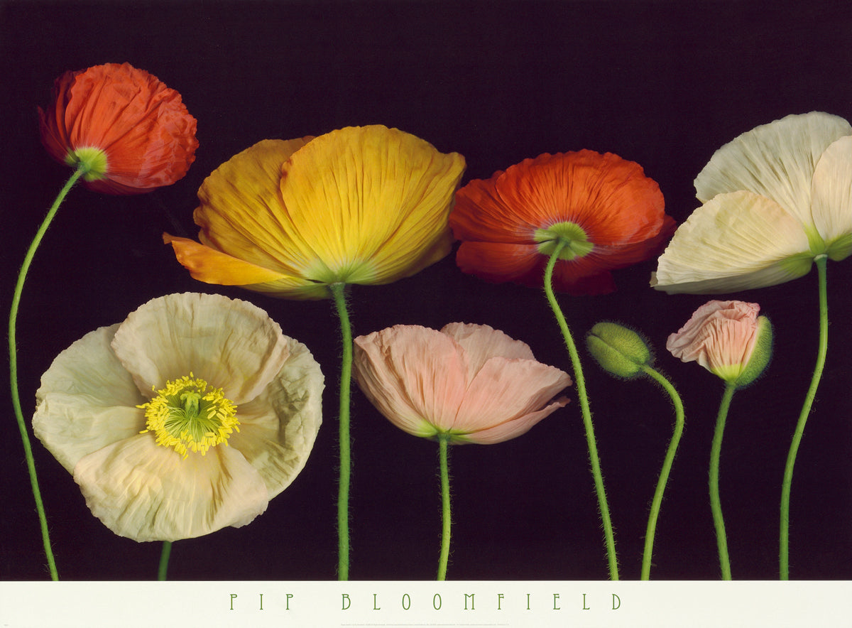 Pip Bloomfield - Poppy Garden I