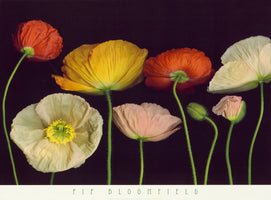 Pip Bloomfield - Poppy Garden I