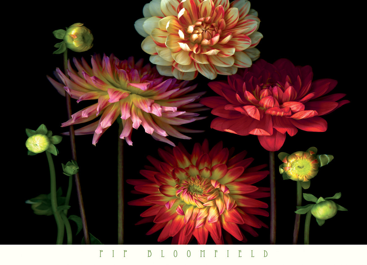 Pip Bloomfield - Dahlia Garden
