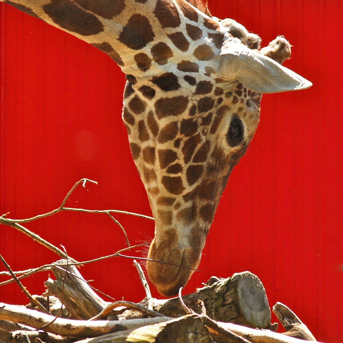 Bernhard Böser - Giraffe