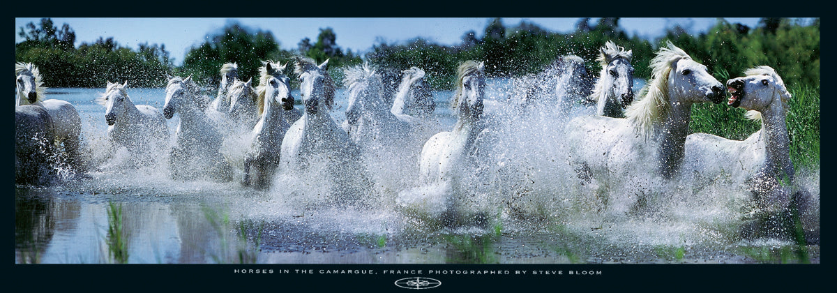 Steve Bloom - Horses in the Camargue