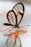 Florian Dürmer - Butterfly Beauties III
