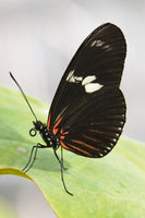 Florian Dürmer - Butterfly Beauties IV