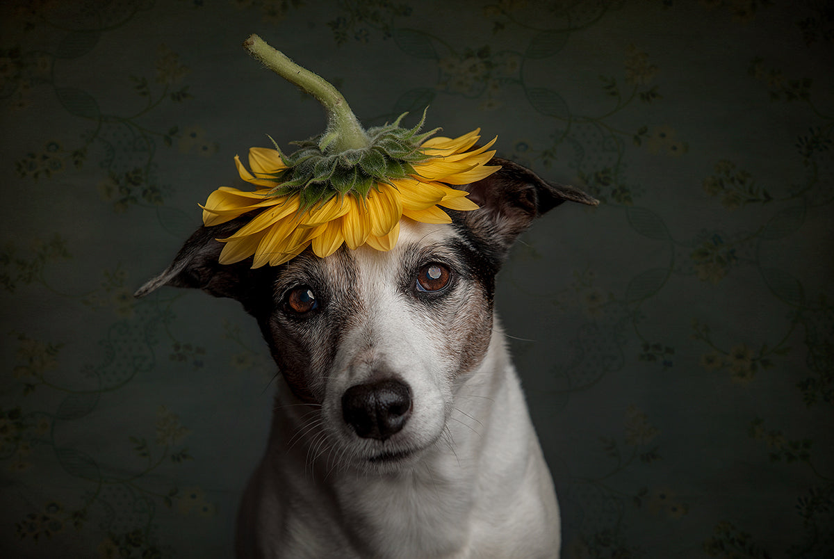 Does she realize she looks like a sunflower...