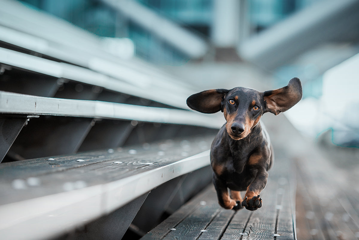 Ein kleiner Hund läuft durch die Welt…