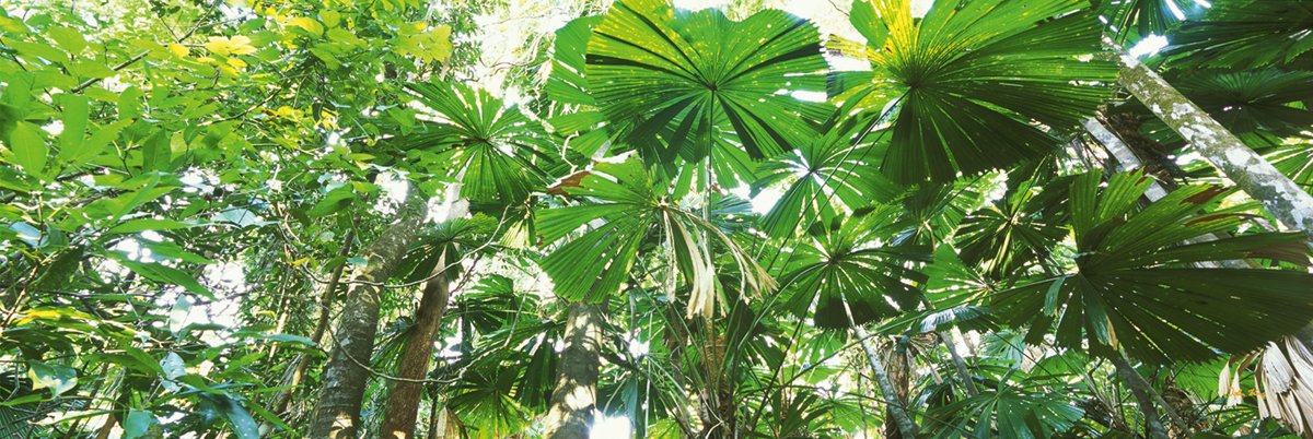 John Xiong - Rainforest canopies