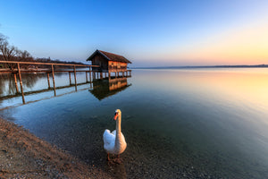 Markus Scholz - Schwan am Ammersee