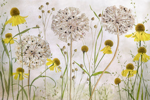 Alliums and heleniums