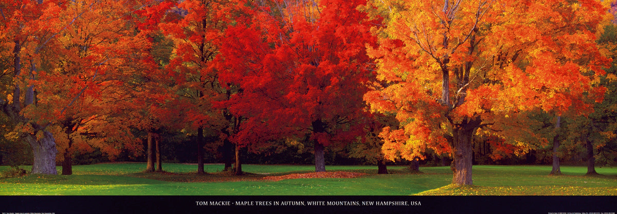 Tom Mackie - Maple Trees in Autumn